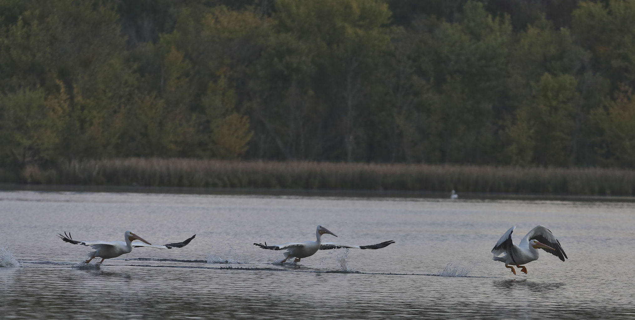 Peilicans 14 10.10.18.JPG